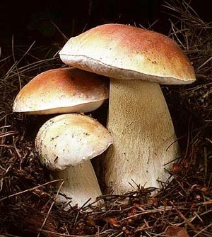 Белый гриб обыкновенный